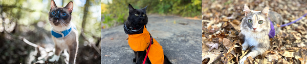 Harness Train Your Cat - 3 cats in harnesses